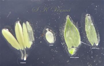  Parts of Bisexual floret